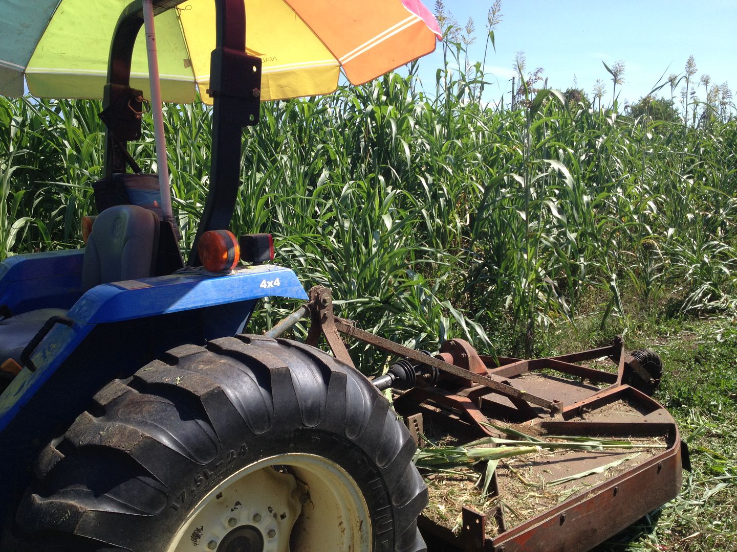 Egyptian wheat....mowing.....planned grazing Deer Hunter Forum